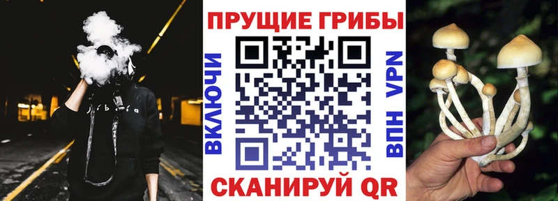 как найти   Урюпинск  Галлюциногенные грибы GOLDEN TEACHER 